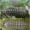 mel triv fascelis larva3 volg3